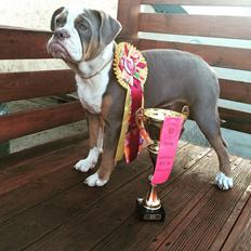 Olde english bulldogge Reservoirbulls Minerva (Gudrun)