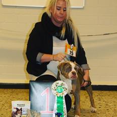 Olde english bulldogge Reservoirbulls Minerva (Gudrun)