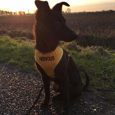 Blanding af racer Elvis