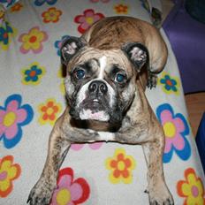 Olde english bulldogge BB Bulldogs Mocca