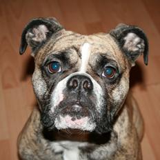Olde english bulldogge BB Bulldogs Mocca