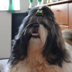 Shih tzu Flindts Emmet Nightly Encounters