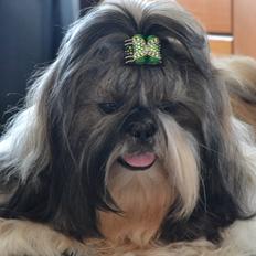 Shih tzu Flindts Emmet Nightly Encounters