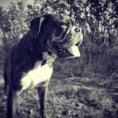Boxer Bella