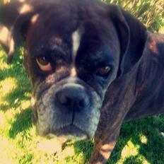 Boxer Bella