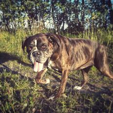 Boxer Bella