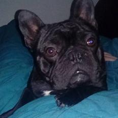 Fransk bulldog Ejnar