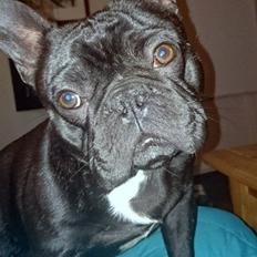 Fransk bulldog Ejnar