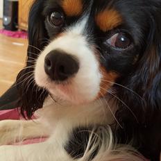 Cavalier king charles spaniel Enya