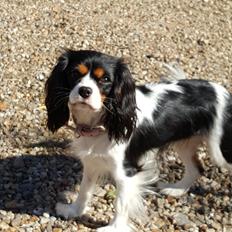 Cavalier king charles spaniel Enya