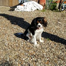 Cavalier king charles spaniel Enya