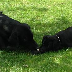 Labrador retriever Apple