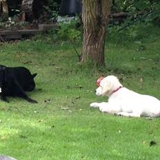 Labrador retriever Apple