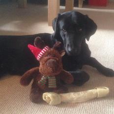 Labrador retriever Apple