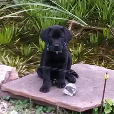 Labrador retriever Skipper