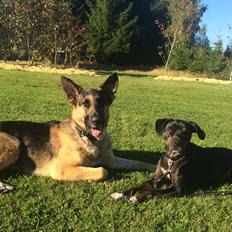 Blanding af racer Valdemar