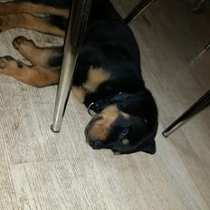 Rottweiler karma
