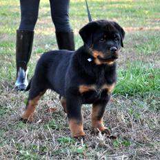 Rottweiler Attila von Haus Highlander