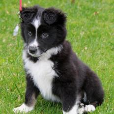 Blanding af racer Abby 