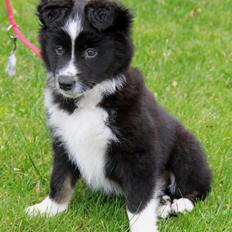 Blanding af racer Abby 