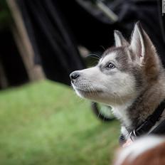 Alaskan malamute Shiva
