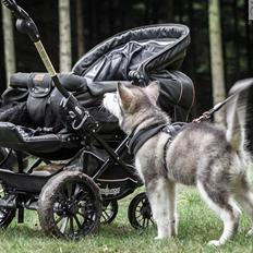 Alaskan malamute Shiva