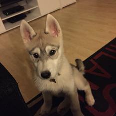 Siberian husky Isco