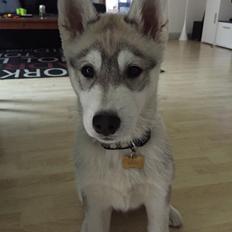 Siberian husky Isco