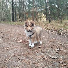 Shetland sheepdog Canto