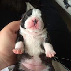 Boston terrier Hearts with Loves Feodora