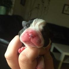 Boston terrier Hearts with Loves Feodora