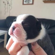 Boston terrier Hearts with Loves Feodora