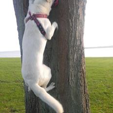 Hvid Schweizisk Hyrdehund Lilo