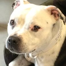 Staffordshire bull terrier Joy