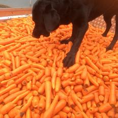 Newfoundlænder / Labrador  Max