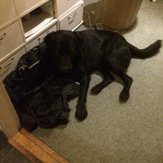Newfoundlænder / Labrador  Max