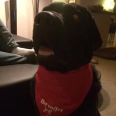 Newfoundlænder / Labrador  Max
