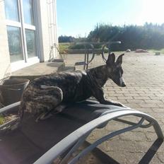 Whippet Kiwi