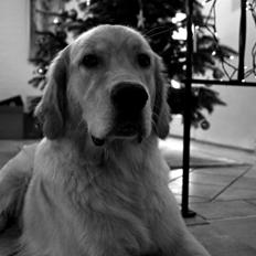 Golden retriever Carlo