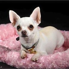 Chihuahua SPACEMAN LOVE ME TENDER (Coco)