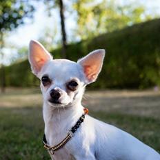Chihuahua SPACEMAN LOVE ME TENDER (Coco)