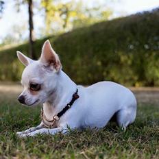 Chihuahua SPACEMAN LOVE ME TENDER (Coco)