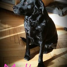 Blanding af racer Molly