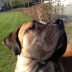 Blanding af racer Rex