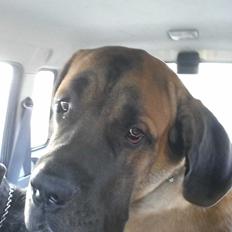 Blanding af racer Rex