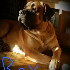 Blanding af racer Rex