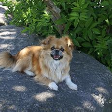 Blanding af racer Pixel, Himmelhund