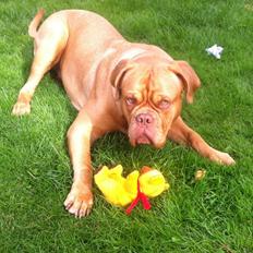 Dogue de bordeaux Abby
