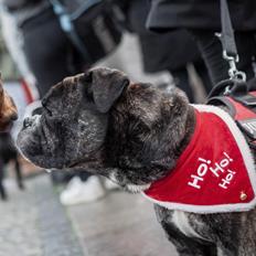 Olde english bulldogge rimpler ozzy 