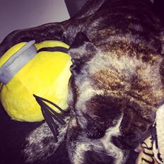 Olde english bulldogge rimpler ozzy 